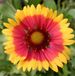 Arborix Gaillardia 6 x Gaillardia 'Kobold' - Kokardebloem pot 9x9cm
