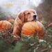 Golden Retriever Calendrier 2027