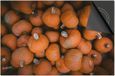 Dietrix Inductie Beschermer 60x60 - Herfst Oranje Kalebassen