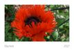 Blumen Scantinental Business Age Blumen Kalender 2027