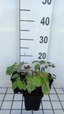 GRDplanten Groendecor Tuinarchitectuur 6x Elfenbloem - Epimedium pubigerum | 9x9 cm pot