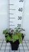 GRDplanten Groendecor Tuinarchitectuur 6x Elfenbloem - Epimedium pubigerum | 9x9 cm pot