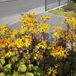 Arborix 6 x Ligularia Dentata 'Othello' - Geel - Zon - 6 stuks