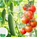 OEM Allecto Plus Klimnet voor tomaten en komkommers 18 x 27m
