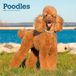 Poodles BrownTrout Poodles - Pudel 2027 - 16-Monatskalender
