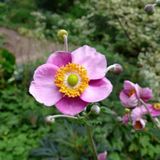 Arborix Bol 6 x Anemone tomentosa 'Robustissima' - Anemoon pot 9x9 cm