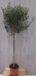 Warentuin natuurlijk Olijfboom Olea 140 cm