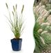Green boutiQ Pennisetum alop. Hameln Lampenpoetsergras - Groen - 1 Plant - Pot 11cm