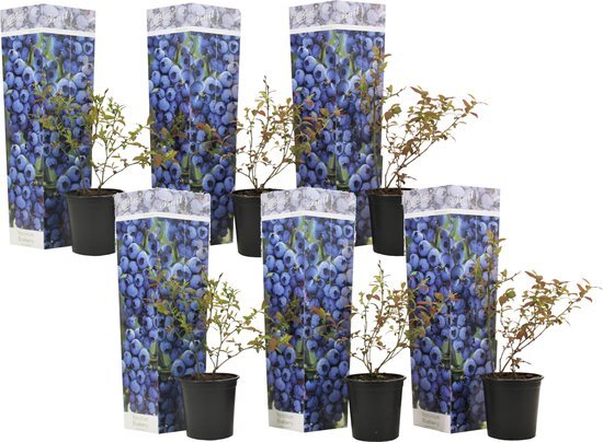 Plant in a Box - Vaccinium corymbosum &#39;Sunshine Blue&#39; - Set van 6 - Winterharde bessenplanten - Pot 9cm - Hoogte 25-40cm