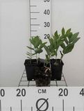 GRDplanten Salomonszegel 6x Polygonatum multiflorum | 9x9 cm pot