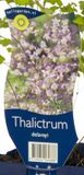 Griffioen Thalictrum delavayi