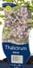 Griffioen Thalictrum delavayi