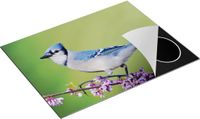 Chefcare Inductie Beschermer Blauwe Gaai Vogel op een Tak - Multicolor - 77x59 cm