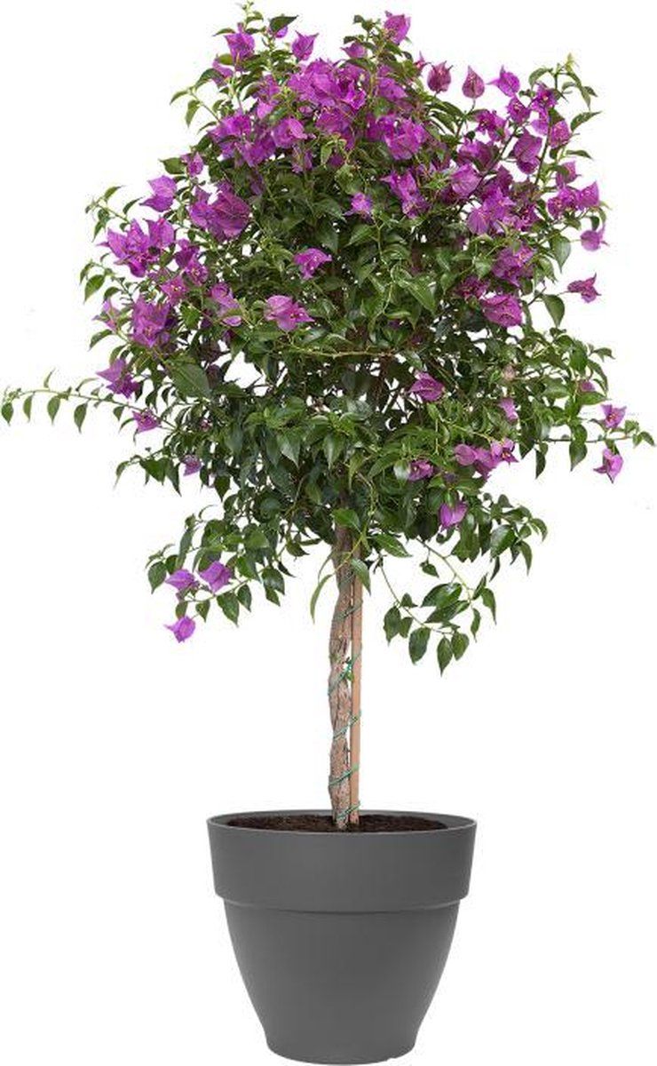elho Vibia Campana Rond 47 - Bloempot - Antraciet - Ø 47 x H 40 cm