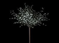 Lichtboom Prunus koudwit
