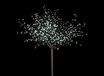 Lichtboom Prunus koudwit
