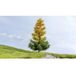 NOCH 0020168 Arbre Mélèze 190 mm 1 pièce(s)