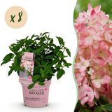 Green boutiQ Hydrangea panniculata Groundbreaker Blush - Pluimhortensia - Roze - 8 Planten