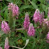 Arborix Veronica 6 x Veronica Spicata 'Heidekind' - Aarereprijs pot 9x9cm