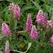 Arborix Veronica 6 x Veronica Spicata 'Heidekind' - Aarereprijs pot 9x9cm