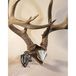 Skull Hooker Bone Bracket European Trophy Mount