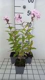 GRDplanten Groendecor Tuinarchitectuur 6x Vlambloem - Phlox (p) 'Rosa Pastell' | 9x9 cm pot