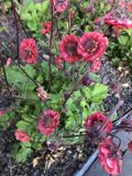 GRDplanten Groendecor Tuinarchitectuur 6x Nagelkruid - Geum riv. 'Flames of Passion'® | 9x9 cm pot