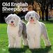 Old Browntrout Publishers Old English Sheepdog - Bobtail - Altenglischer Schäferhund 2027 - 16-Monatskalender