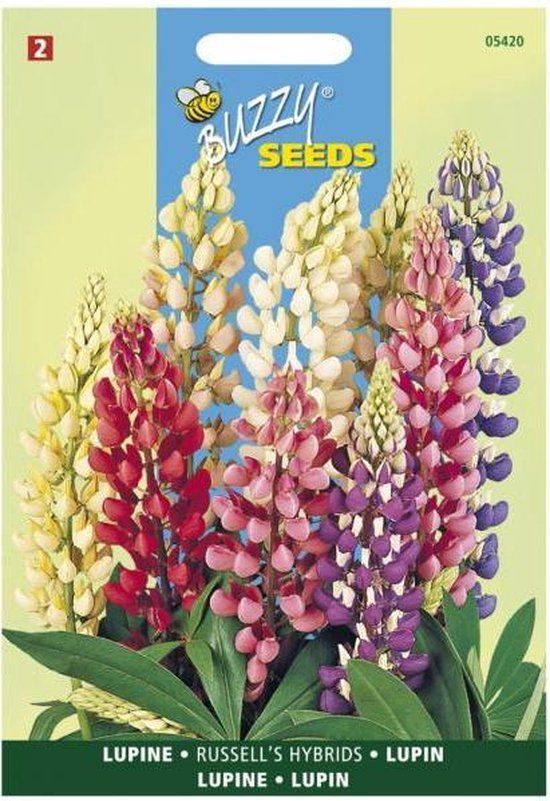 Buzzy Lupinus polyphyllus Russells Hybrids mix