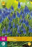 Jub Holland Muscari Armeniacum Blauwe Druifjes Bloembollen - 50 stuks