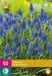 Jub Holland Muscari Armeniacum Blauwe Druifjes Bloembollen - 50 stuks