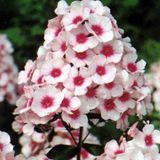 Phlox 6 x Phlox 'Omega' - Vlambloem pot 9x9cm - Fleurs aux couleurs intenses