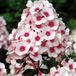 Phlox 6 x Phlox 'Omega' - Vlambloem pot 9x9cm - Fleurs aux couleurs intenses