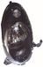 TarosTrade 37-0244-L-23037 koplamp voor zonder motor zwart voor de bouwjaren 2003-10.2007 linkerzijde links