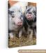 OneMillionCanvasses Canvas Schilderij Varken - 40x60cm - Wanddecoratie