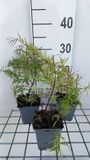 GRDplanten Groendecor Tuinarchitectuur 6x Pycnanthemum - Pycnanthemum flexuosum (tenuifolium) | 9x9 cm pot