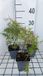 GRDplanten Groendecor Tuinarchitectuur 6x Pycnanthemum - Pycnanthemum flexuosum (tenuifolium) | 9x9 cm pot