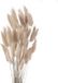 Unyqoos® Pampasgras – 50 pièces, 100% herbe de pampa naturelle, séchée, environ 40 cm, gris-brun, décoration bohème/vintage pour vases, mariages et salons