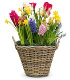 Mega Collections Plantenmand - D50 x H40 cm - Rotan