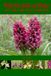 Wild Orchids of Wales: How, When and Where to Find Them