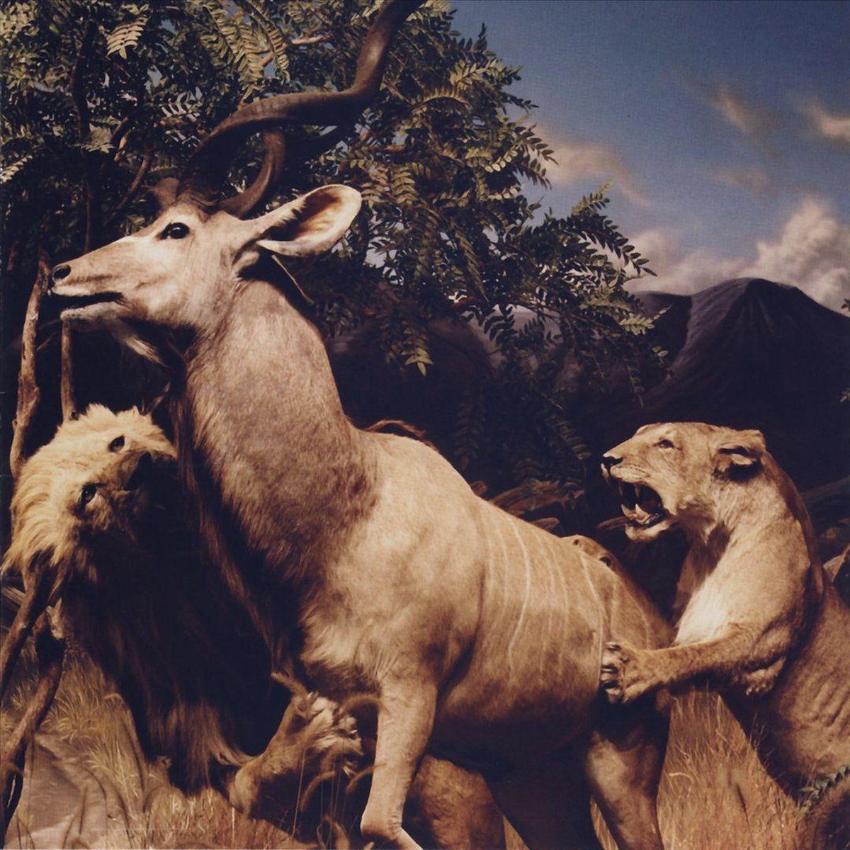 Matador Our Love To Admire