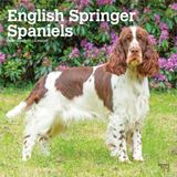 English Browntrout Publishers English Springer Spaniels 2027 - 16-Monatskalender
