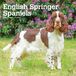 English Browntrout Publishers English Springer Spaniels 2027 - 16-Monatskalender