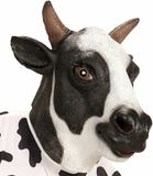 Finidi Koeien masker voor party's Zwart/Wit