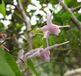 Arborix Bol 6 x Epimedium Grandiflorum - Elfenbloem pot 9x9cm