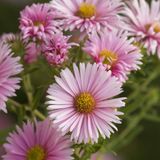 Aster 6 x Nova Angliae 'Harrington's Pink' - Aster d'automne pot 9x9 cm, floraison abondante et attirant les papillons