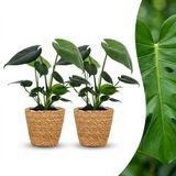 Green boutiQ Monstera Deliciosa Gatenplant - 2 Planten - met Zeegras Mand - Pot 12cm - Hoogte 30cm