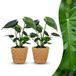 Green boutiQ Monstera Deliciosa Gatenplant - 2 Planten - met Zeegras Mand - Pot 12cm - Hoogte 30cm