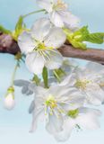 Fotobehangfactory Komar Fotobehang Blossom