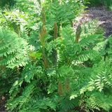 Arborix Bol 6x Osmunda Regalis - Koningsvaren pot 9x9 cm
